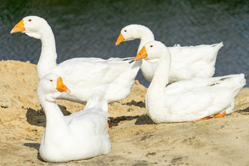 Photo of white geese. Place for your text.