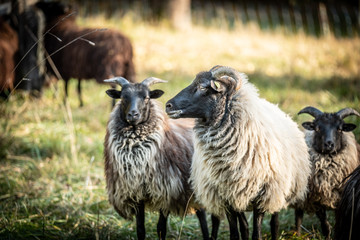 Familienfoto einer Schafherde Skudden auf Weide vor unscharfem Hintergrund in Neckartenzlingen.