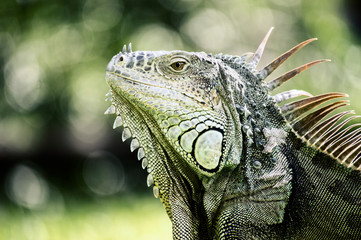 Iguana