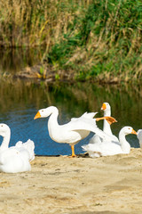 Photo of white geese. Place for your text.