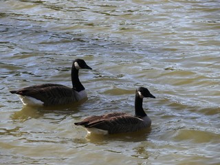 Couples d'oie bernache du Canada au parc animalier de Sainte-Croix à Rhodes en Moselle. France