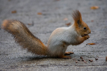squirrel eating nut