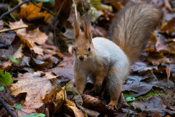 squirrel in forest