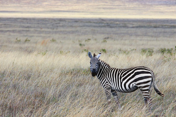 Fototapeta na wymiar Zebra in the Savannah / Zebra in the Savannah of the national Park, Ngorongoro conservation area
