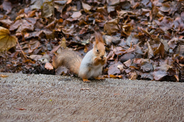 squirrel eating nut