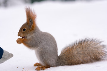winter squirrel eating nut