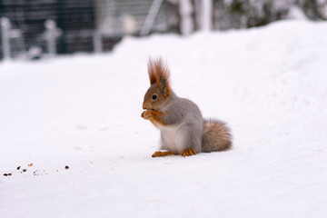 winter squirrel eating nut