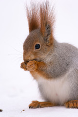 Naklejka na ściany i meble winter squirrel eating nut