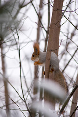 winter squirrel on tree