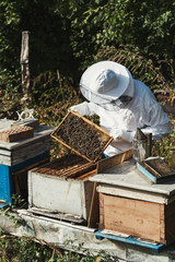 Male beekeeper in protective suite working with beehives and collecting honey. Beekeeping concept.