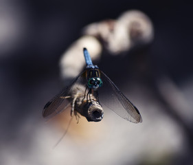 Dragonfly on a branch