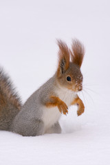 winter squirrel