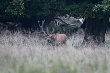 Red Deer Stags (Cervus elaphus)