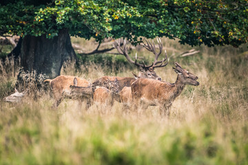 Red Deer Stags (Cervus elaphus)