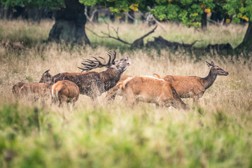Red Deer Stags (Cervus elaphus)