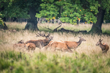Red Deer Stags (Cervus elaphus)