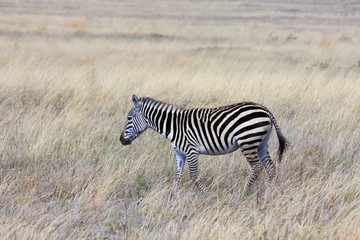 Fototapeta na wymiar Zebra in the Savannah / Zebra in the Savannah of the national Park, Ngorongoro conservation area