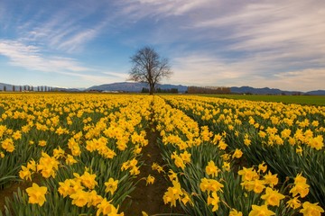 A lone tree standing behind colorful rows of daffodils in Washington state