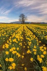 A lone tree standing behind colorful rows of daffodils in Washington state