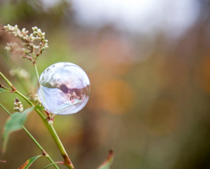 Soap bubble