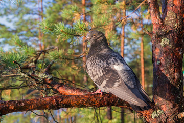 portrait of pigeon
