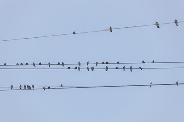 flock of birds in winter