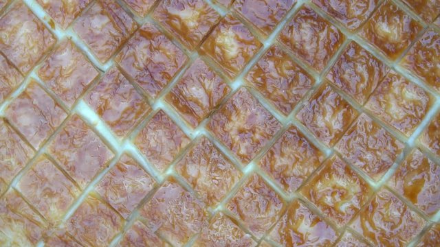 Cutting Cheese Pie Or Pasrty
