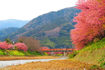 日本の静岡県伊豆の早咲きの河津桜