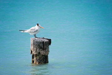 Beach holiday chairs water birds vacation coconuts people