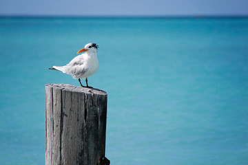 Beach holiday chairs water birds vacation coconuts people