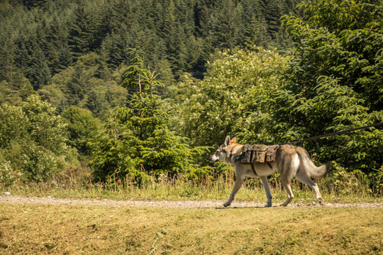 Perro explorador con alforjas