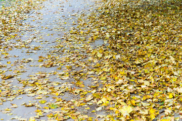 Autumn leaves lie on a pedestrian road. Place for your text.