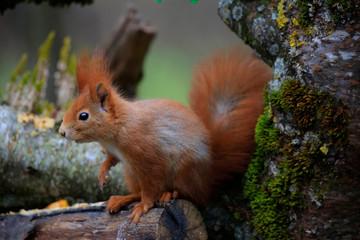  Eurasische Eichhörnchen (Sciurus vulgaris) am Futterplatz im Garten