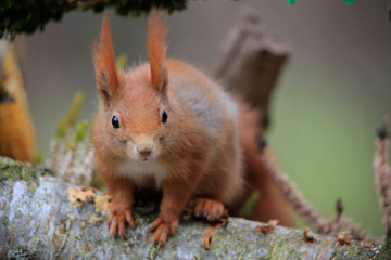  Eurasische Eichhörnchen (Sciurus vulgaris) am Futterplatz im Garten