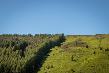 pinar en la montaña