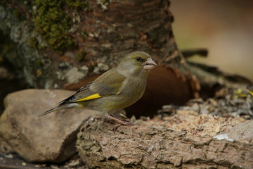 Grünfink (Chloris chloris) Grünling am Futterplatz
