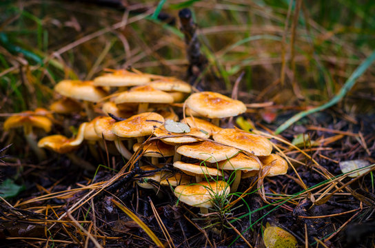 inedible mushrooms in the forest