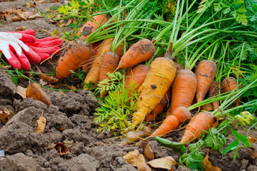 harvesting carrots in the fall
