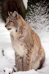 Eurasische Luchs oder Nordluchs (Lynx lynx) im Wald