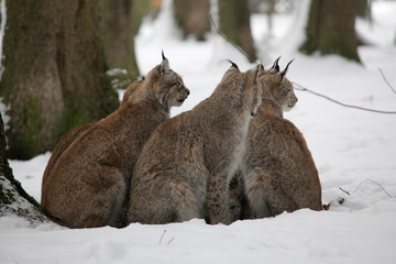 Eurasische Luchs oder Nordluchs (Lynx lynx) Gruppe