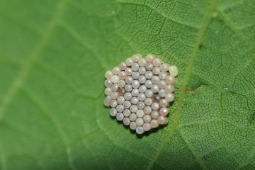 œufs d'insecte sur une feuille