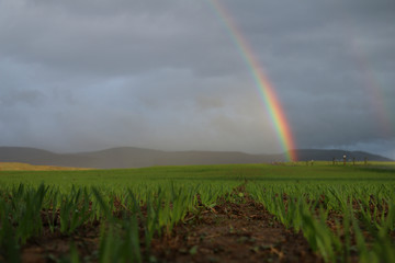 Colorful rainbow above rows of seedlings contrasting with the dark ground