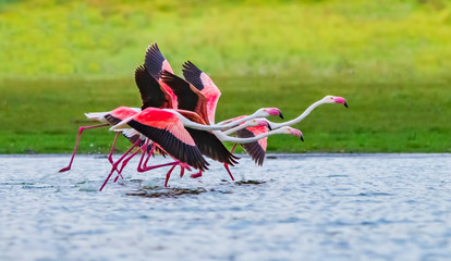 Galloping Flamingos - A small flock of greater flamingos appear to be galloping across the water surface of the lake as they gather speed for take off. Lake Nakuru, Lake Nakuru National Park, Kenya, A - obrazy, fototapety, plakaty