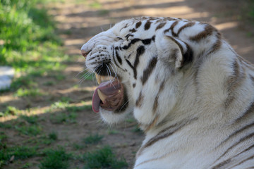 Weißer Tiger Portrait