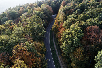 Autumn forest aerial drone view from above, dji, fog