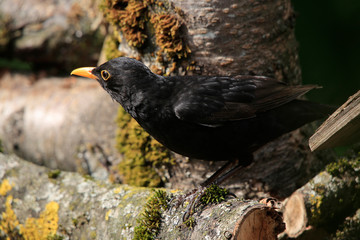 Amsel (Turdus merula) oder Schwarzdrossel 