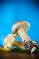forest fresh natural mushrooms boletus on a blue