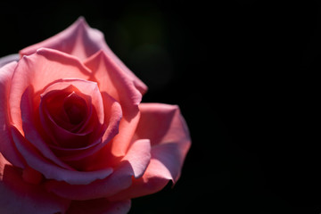 Red rose in sunlight