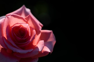 Fototapeta premium Red rose in sunlight