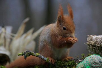  Eurasische Eichhörnchen (Sciurus vulgaris) am Futterplatz im Garten
